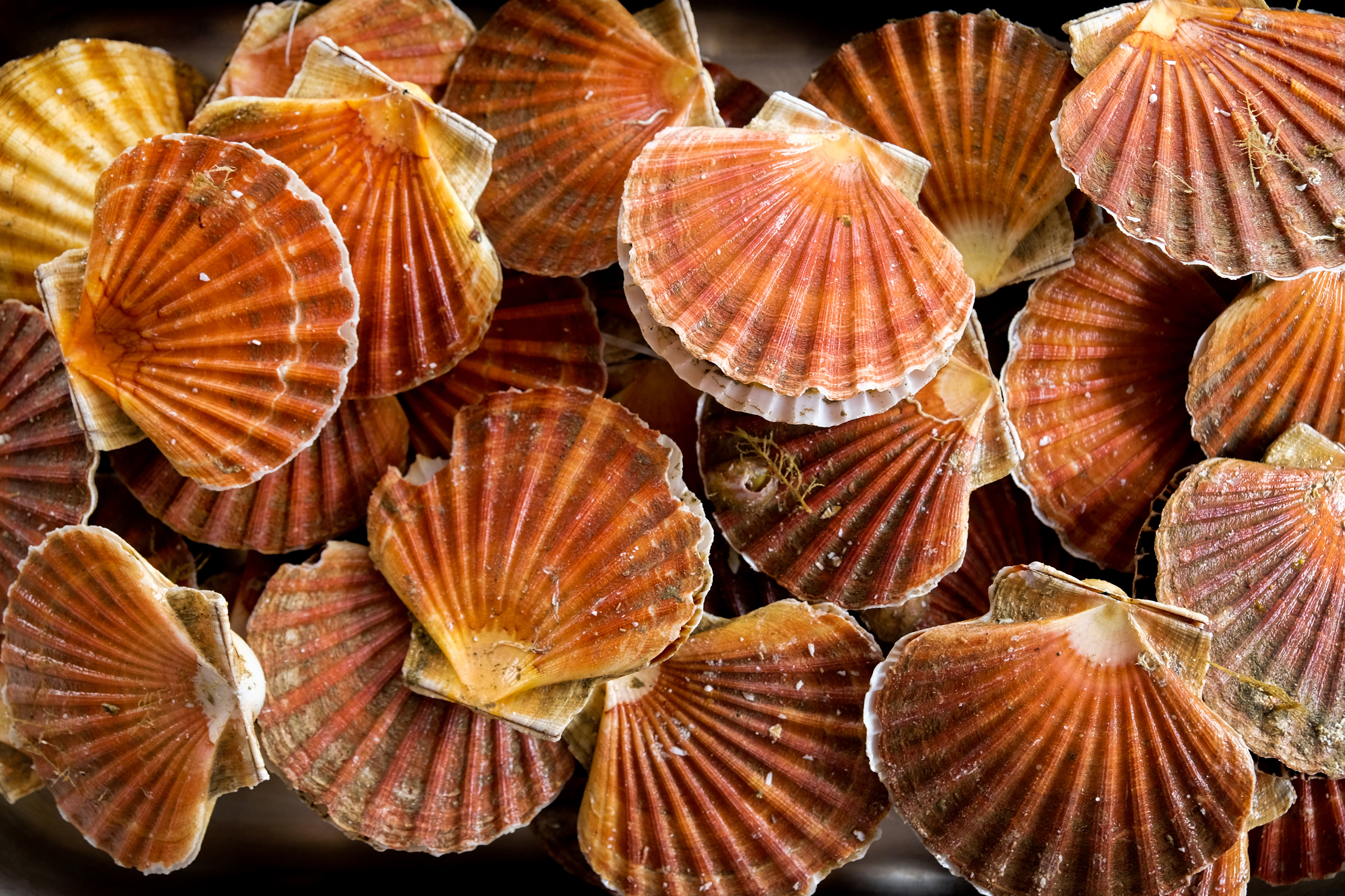 Scallop Stock Assessment