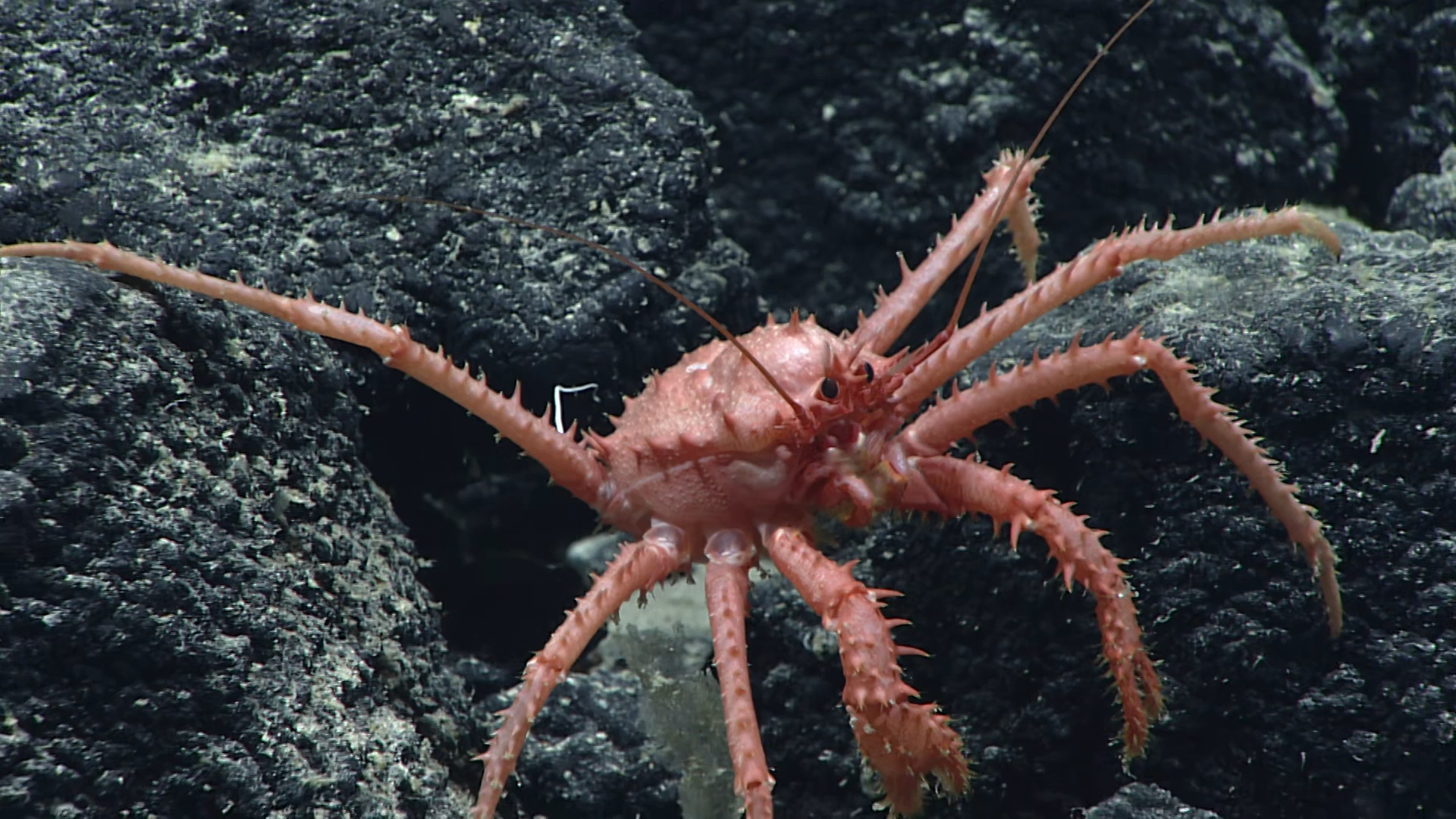 CAPSTONE - Deep sea exploration